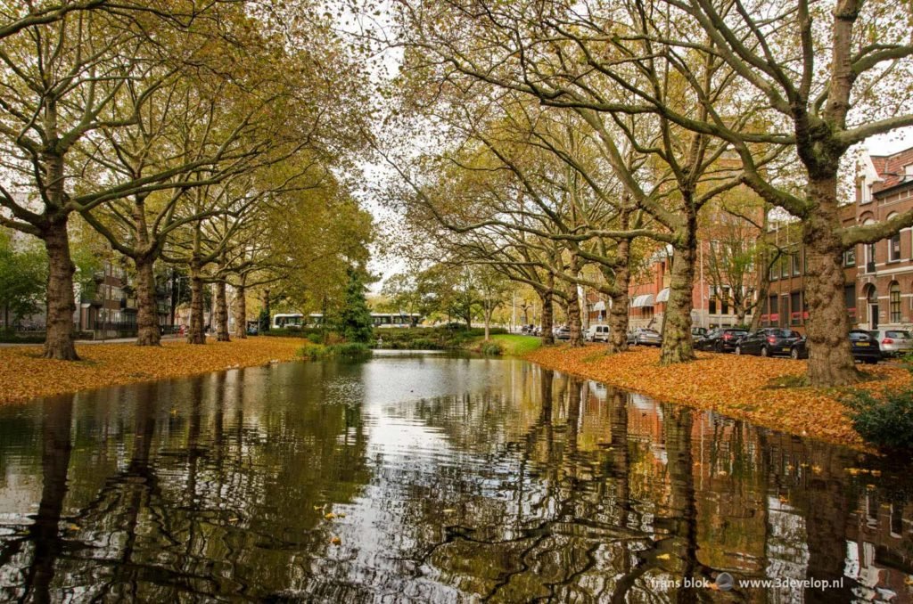 Plane trees reflecting in Crooswijksesingel canal in Rotterdam on a day in autumn