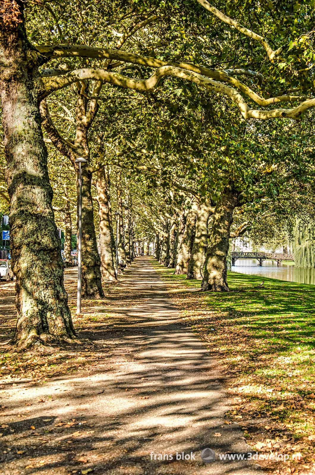 Footpath between rows of plane trees along Heemraadssingel canal in Rotterdam on a sunny day in autumn