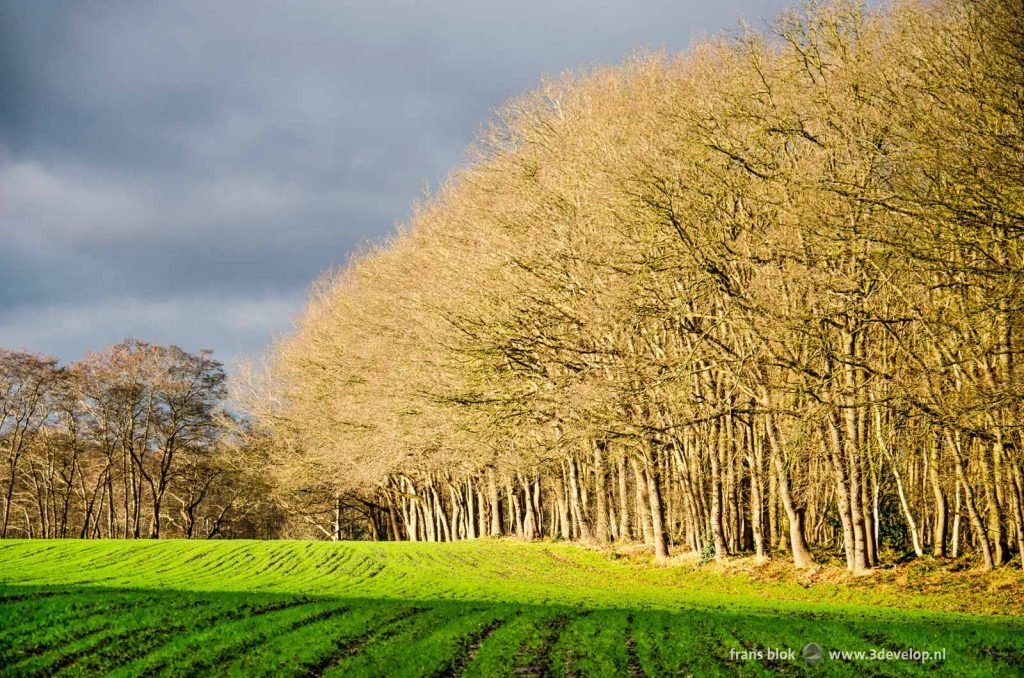 Landscape near Balkbrug, The Netherlands, with rolling fields and forests and rows of trees lit by the low sun on a winter day