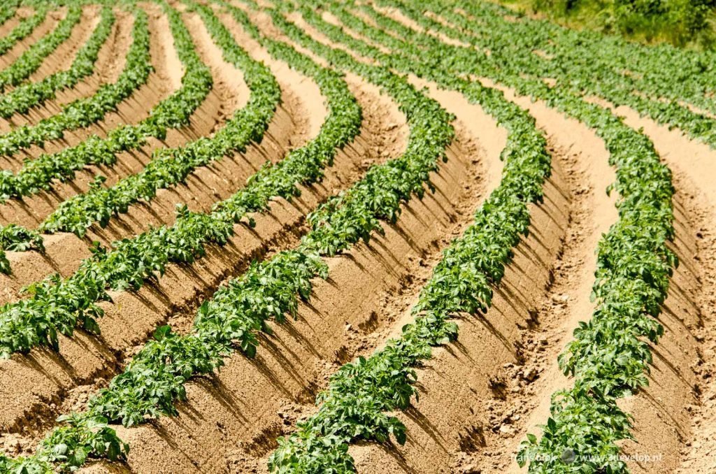 Gracious curves with potatoe plants on a field in the Dutch province of Limburg, from the list of best photos of 2022