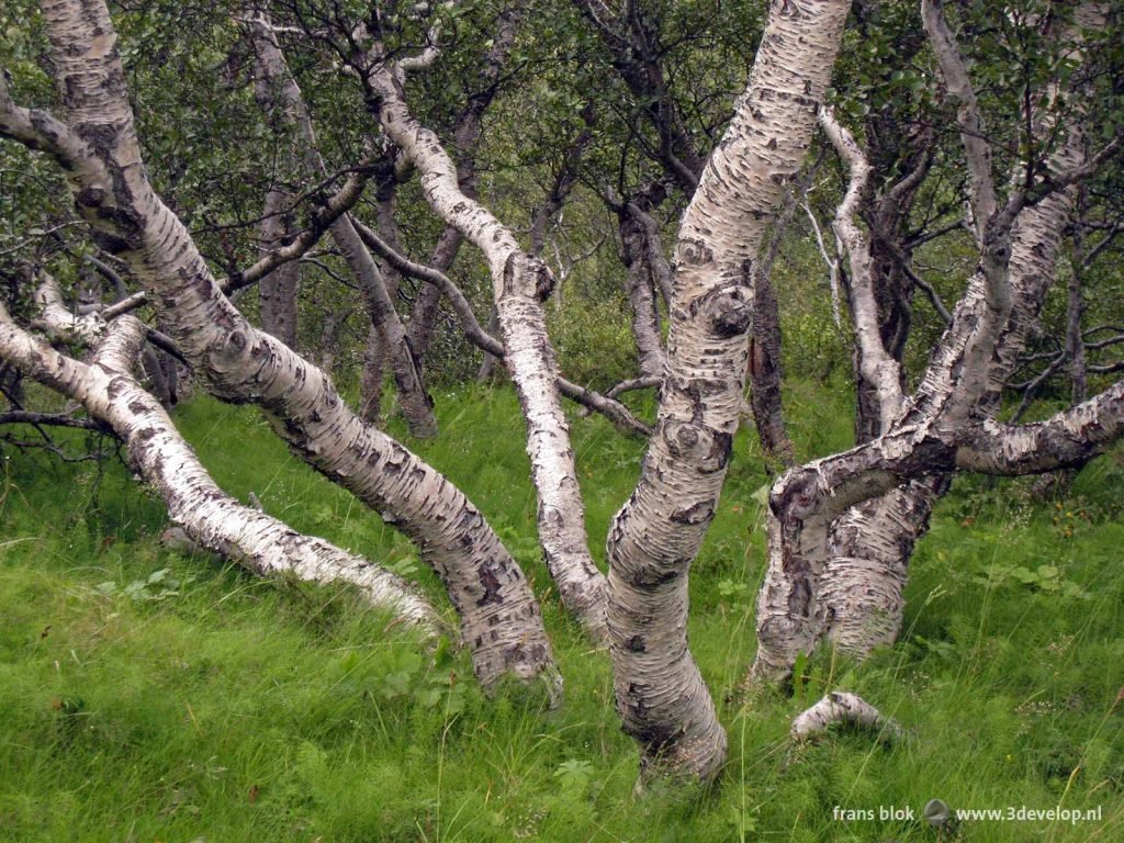 A forest with birch trees in tall grass near Thorsmork in Iceland