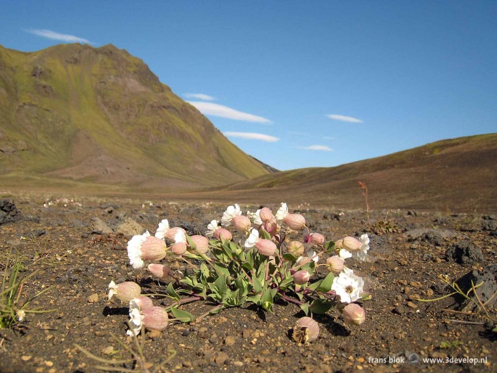 Flowers in an otherwise barren desert landscape at the Laugavegur in Iceland