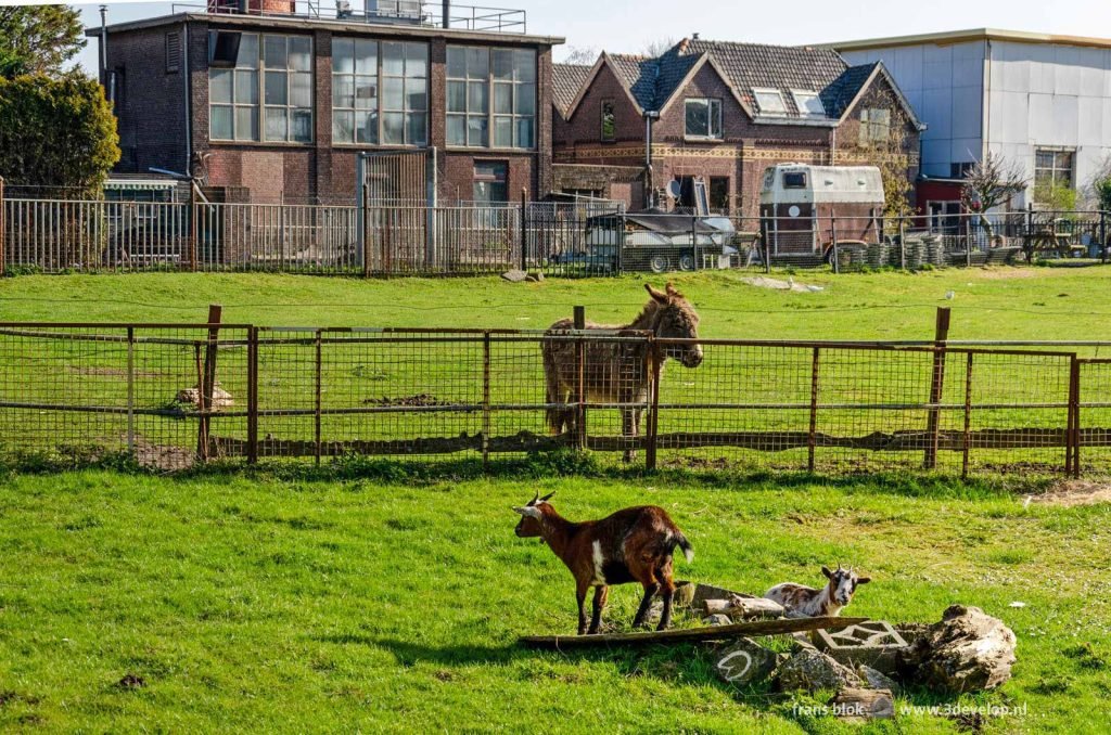 A donkey and two goats on a field of grass in Rotterdam