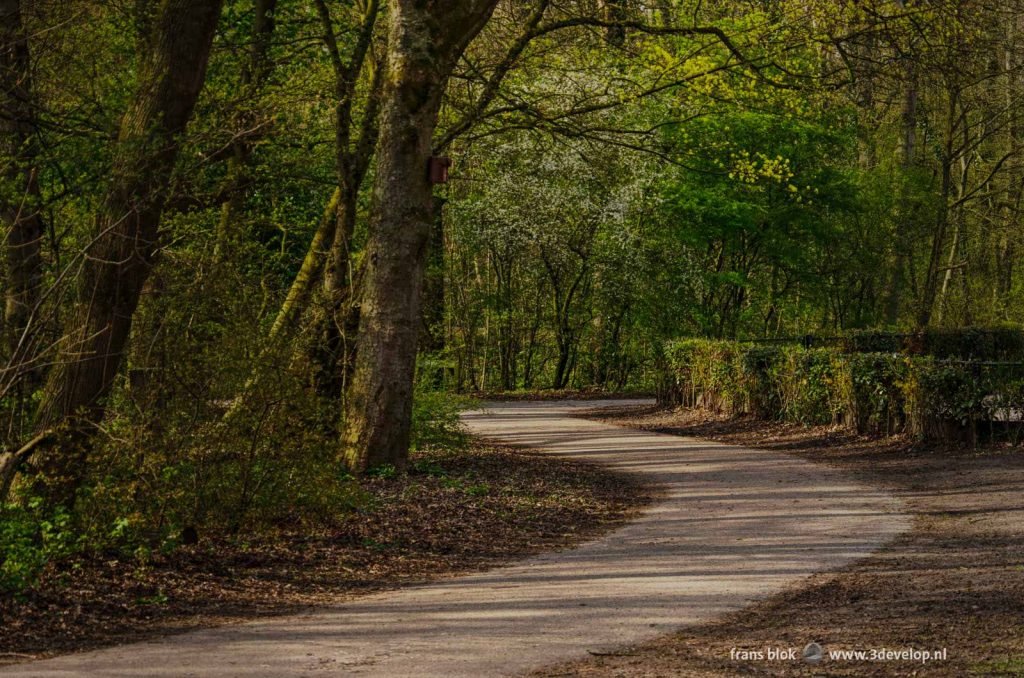 Meandering footpath in Kralingen Forest in Rotterdam