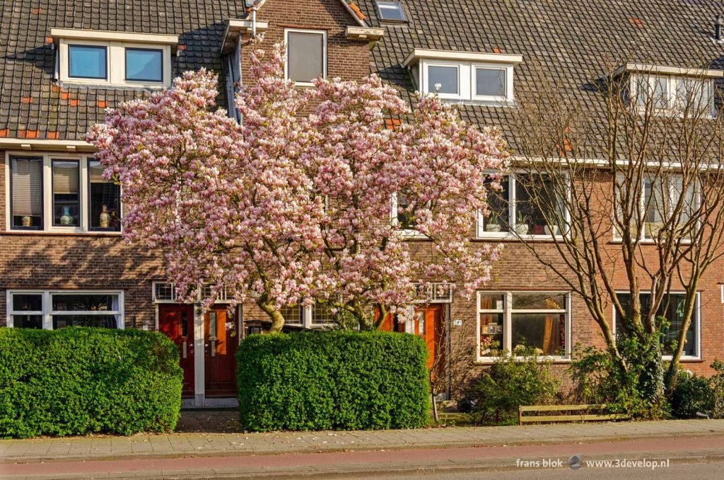 Blooming magnolia tree in a street in the Rotterdam neighbourhood of Hillegersberg