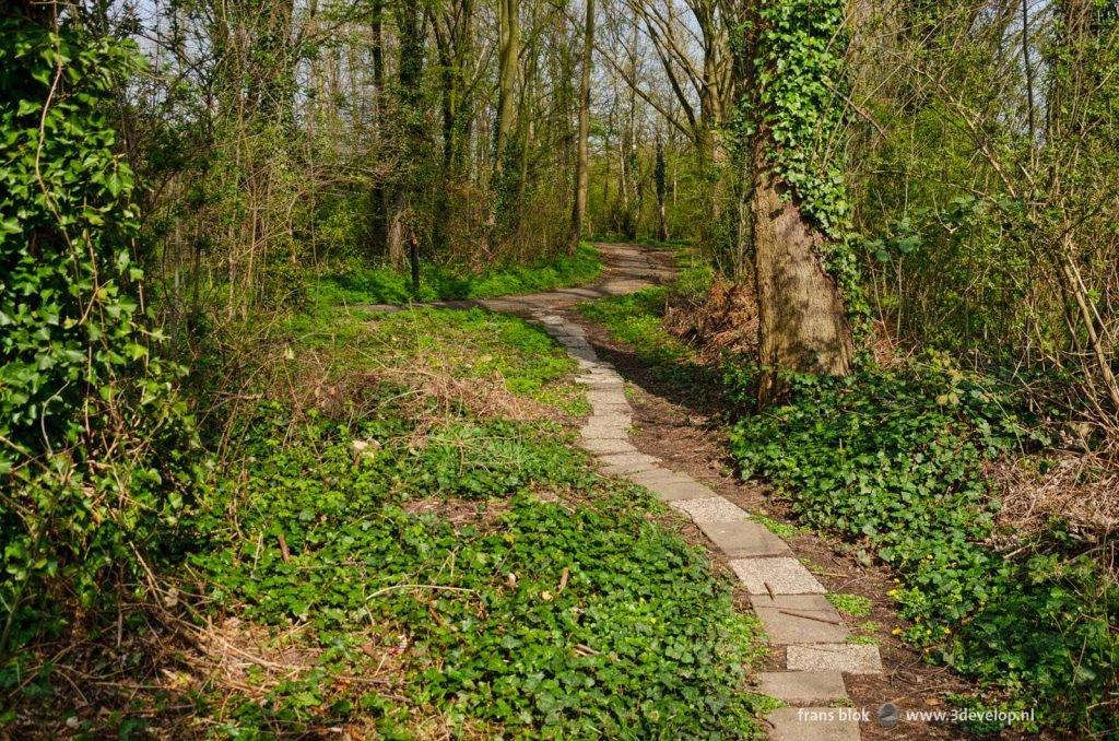 Informal path in a forest environment in the Rotterdam neighbourhood of IJsselmonde