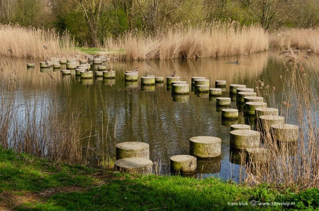 Path with stepping stones in a pond in a park in Rotterdam