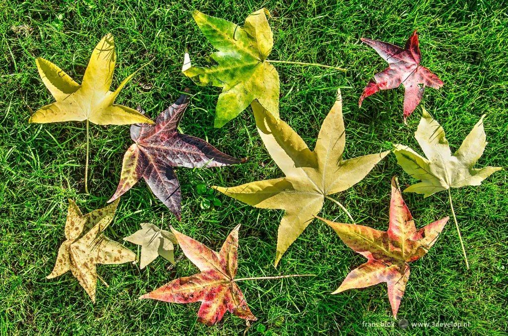 Leaves of the sweet gum tree (liquidambar styraciflua) in various colors on a sunny day in autumn on a lawn