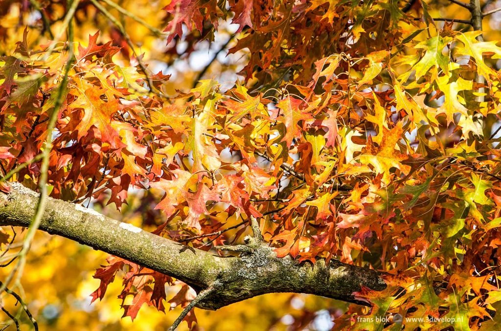 Oak leaves in mainly red and orange hues on a sunny day in autumn