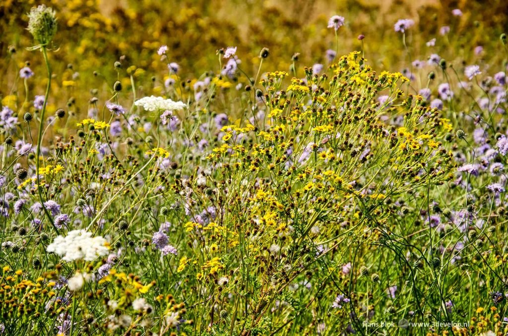 Filed with colorful wildflowers on a sunny day at the beginning of summer