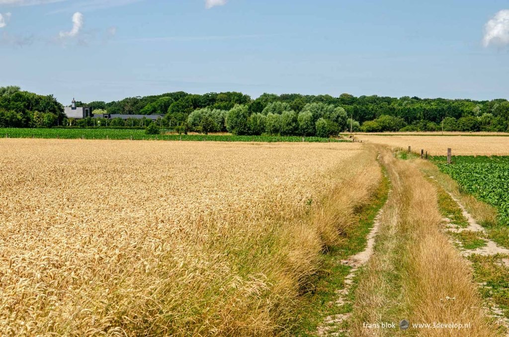 Country dirt road between wheat fields near Westvleteren Abbey, Belgium