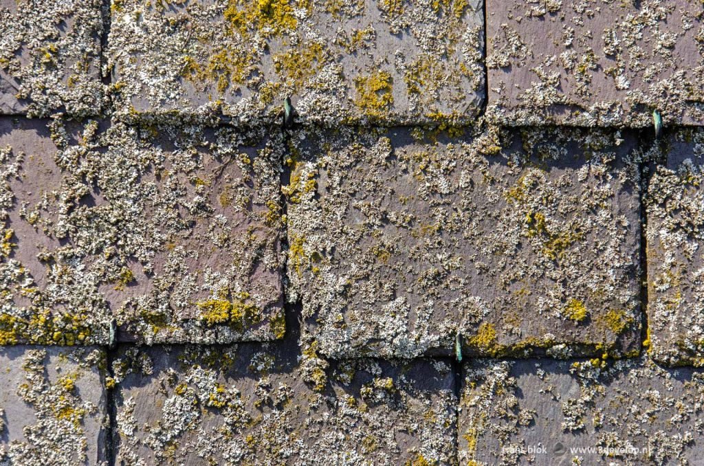 Close-up of a roof with slate, largely covered with lichen