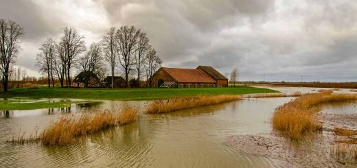 Historic farm in the Noordwaard region in the Netherlands, protected by a little dike against the rising water