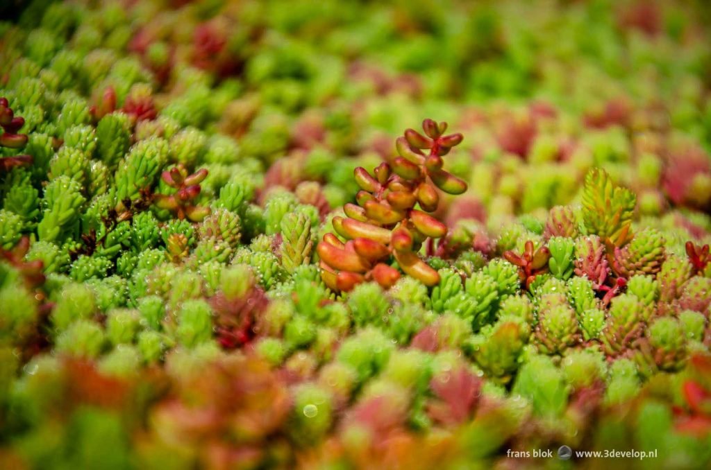 Close up of a relatively large sedum plant between smaller ones, both red and green