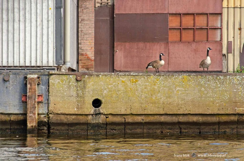 Photo of somewhat delipidated industrial heritage on the banks of the river Zwarte Water in Zwolle, The Netherlands, featuring two geese