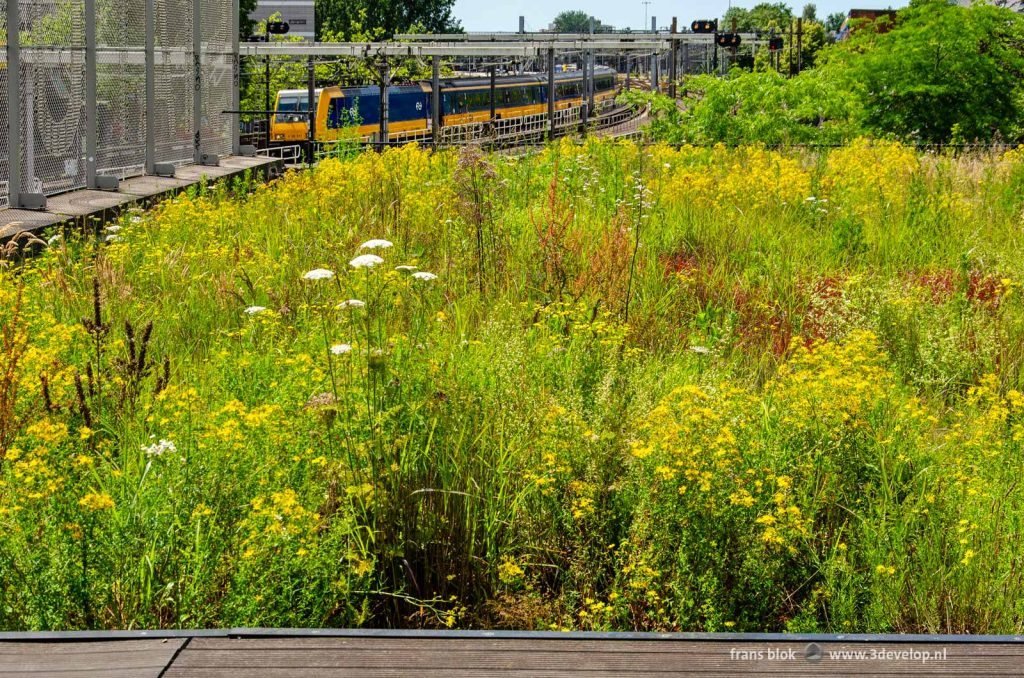 Wildflowers on the roof of former Hofplein station in Rotterdam