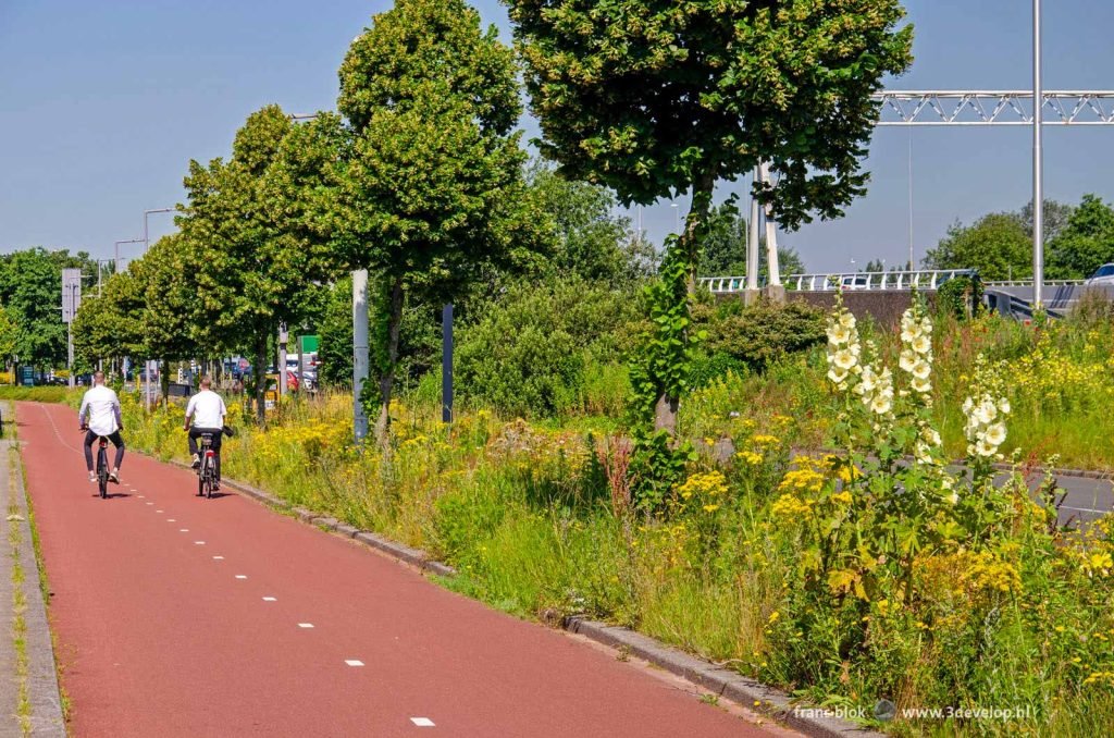 Hollyhocks and other wildflowers between the cycle path and the highway exit in Rotterdam