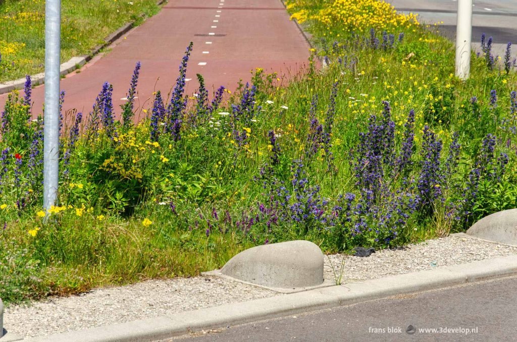 Biodiversity between the road and the cycle path in Rotterdam