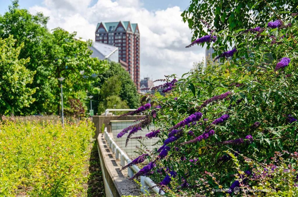 Butterfly bush in St Jacobs Park in downtown Rotterdam