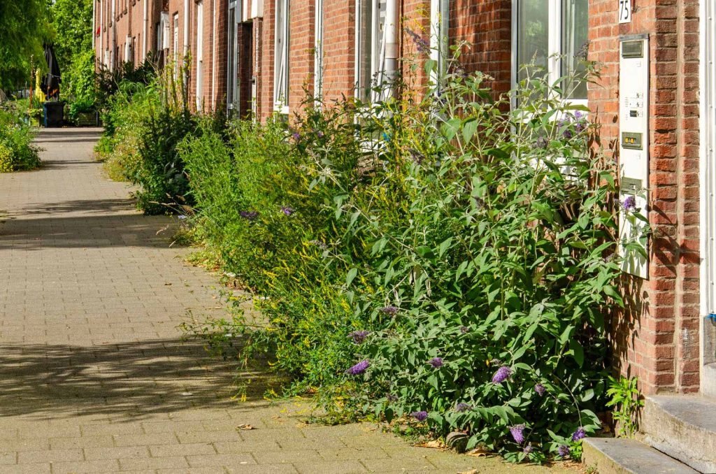 Sidewalk garden with butterfly bush and other abundant greenery in the Rotterdam neighbourhood of Crooswijk