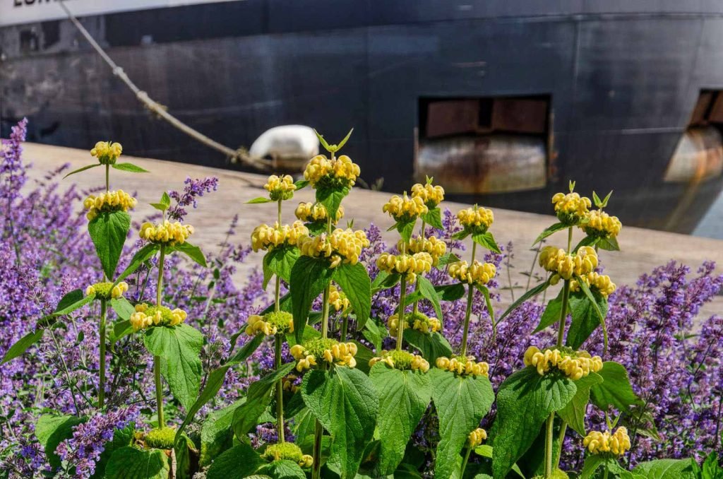 Yellow and purple flower growing in a flowerbed on Maashaven quay in Rotterdam