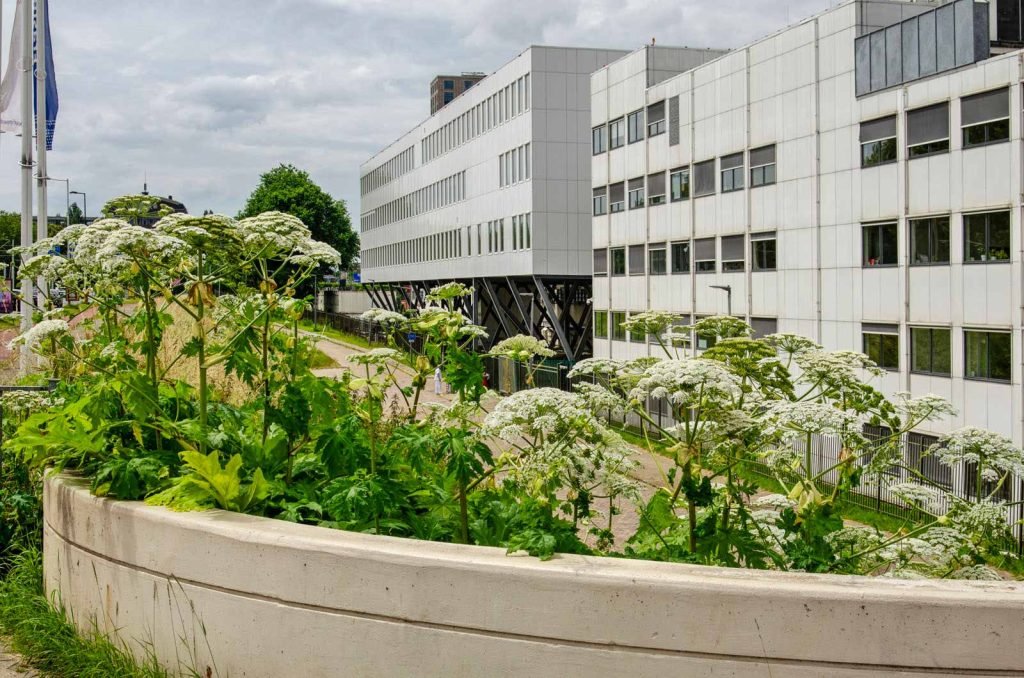 Heracleum growing two metres high near Erasmus medical center in Rotterdam