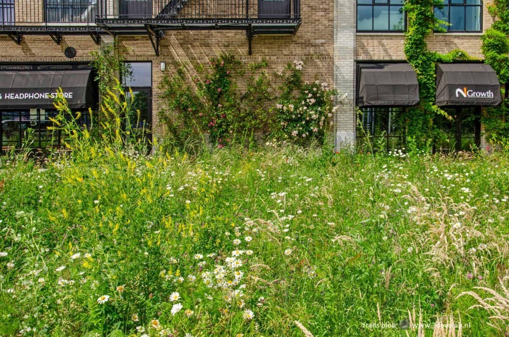 Abundant wildflowers growing in Little C neighbourhood in Rotterdam