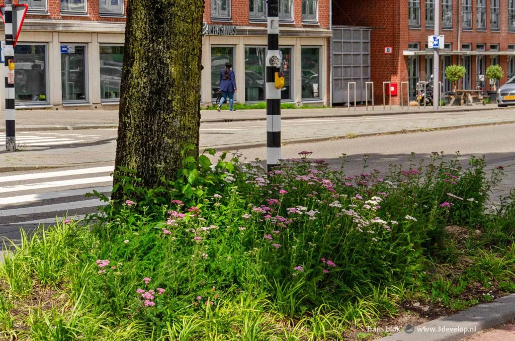 Flowers around a tree at Noordereiland in Rotterdam