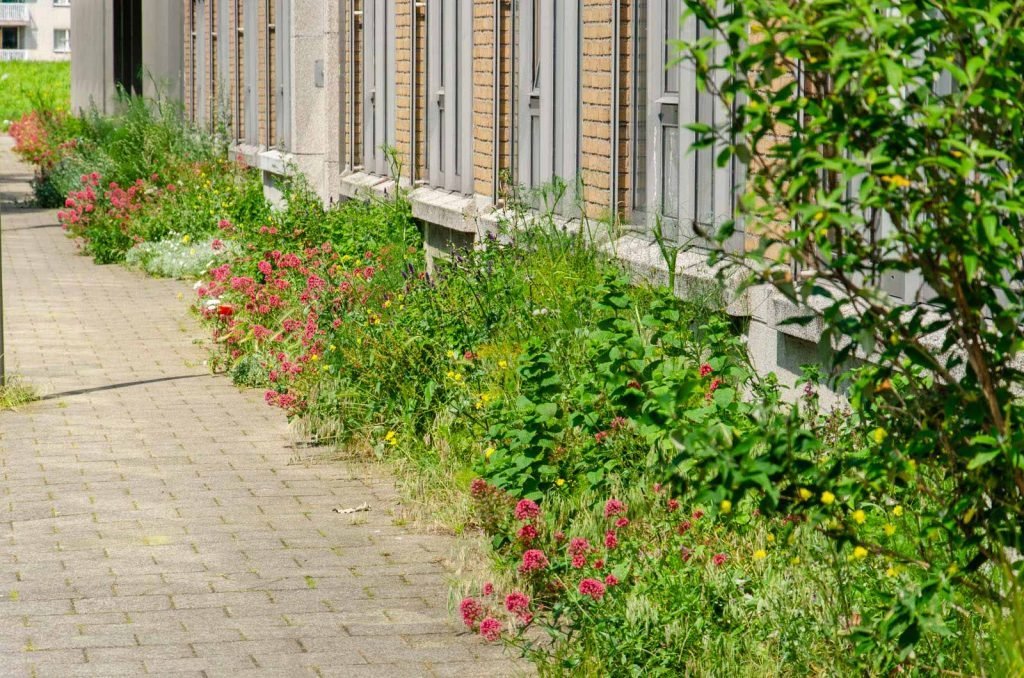 Abundantly vegetated sidewalk garden in the Rotterdam neighbourhood of Schiemond