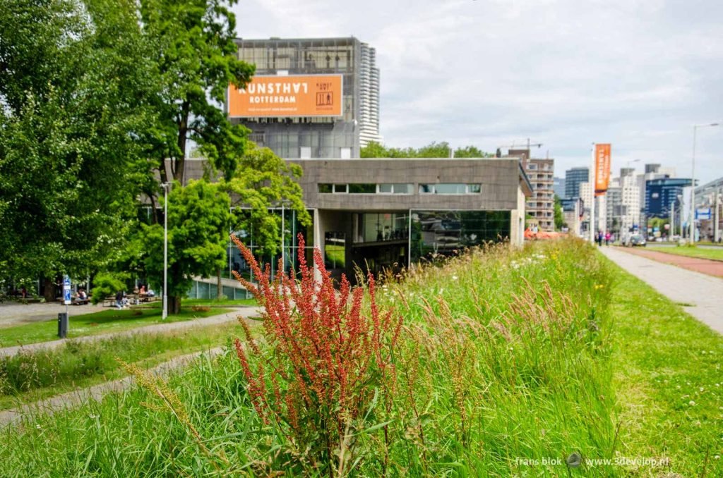 Grasses and herbs at Westzeedijk in Rotterdam next to the Kunsthal