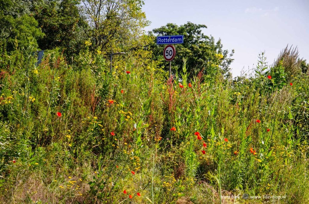 Poppies and other wildflowers at the Blijdorp highway exit in Rotterdam