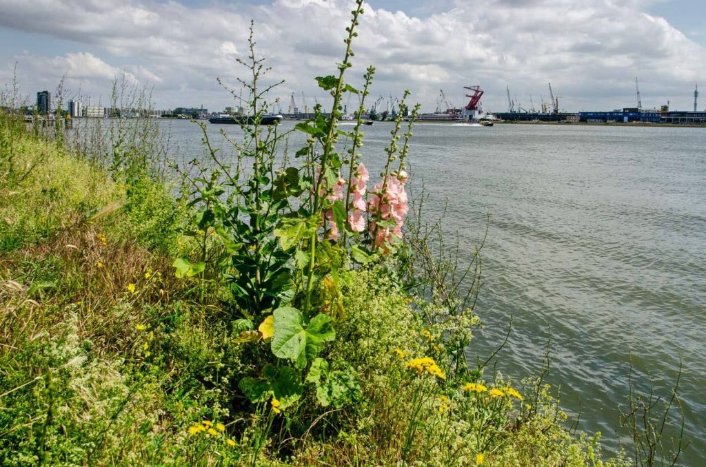 Hollyhocks along the river Nieuwe Maas in the Rotterdam neighbourhood of Schiemond