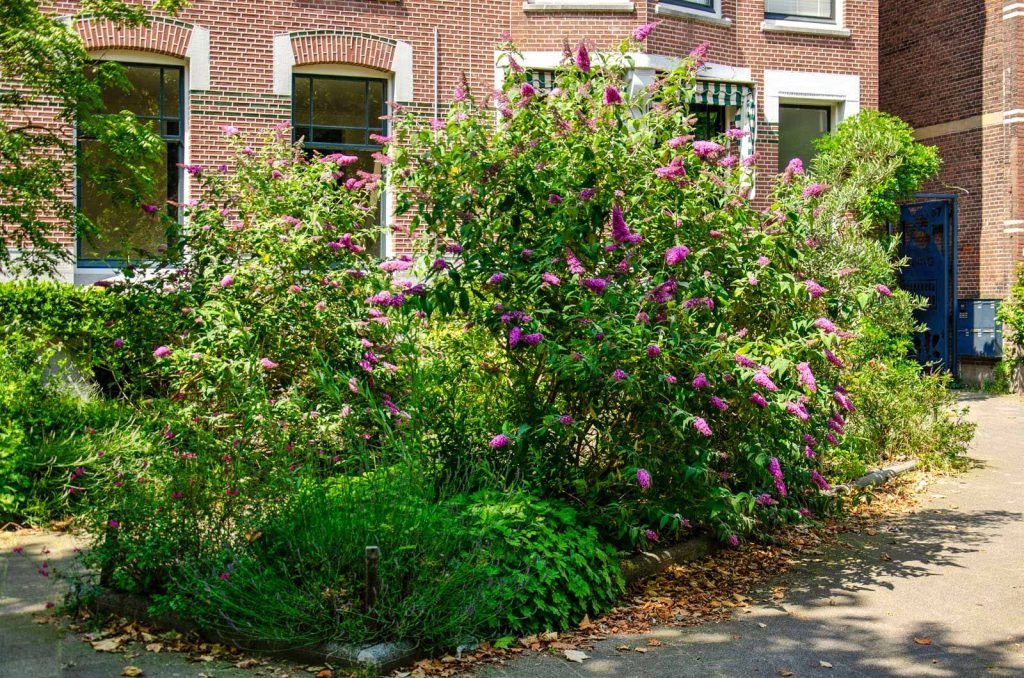 Butterfly bush in a flowerbed in a street in the New West of Rotterdam