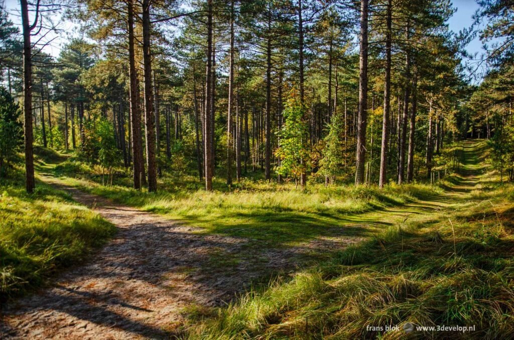 Tweesprong in het bos bij Westenschouwen in zeeland