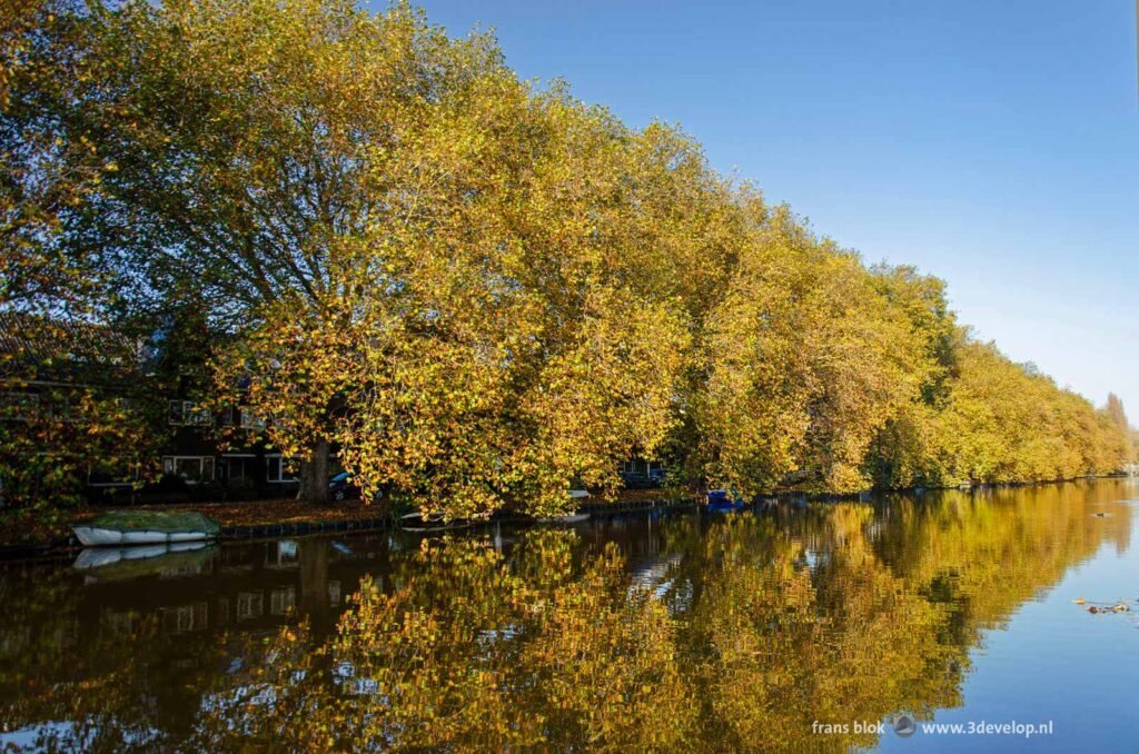 Rij grote platanen langs de Breevaart in Gouda op een zonnige herfstdag