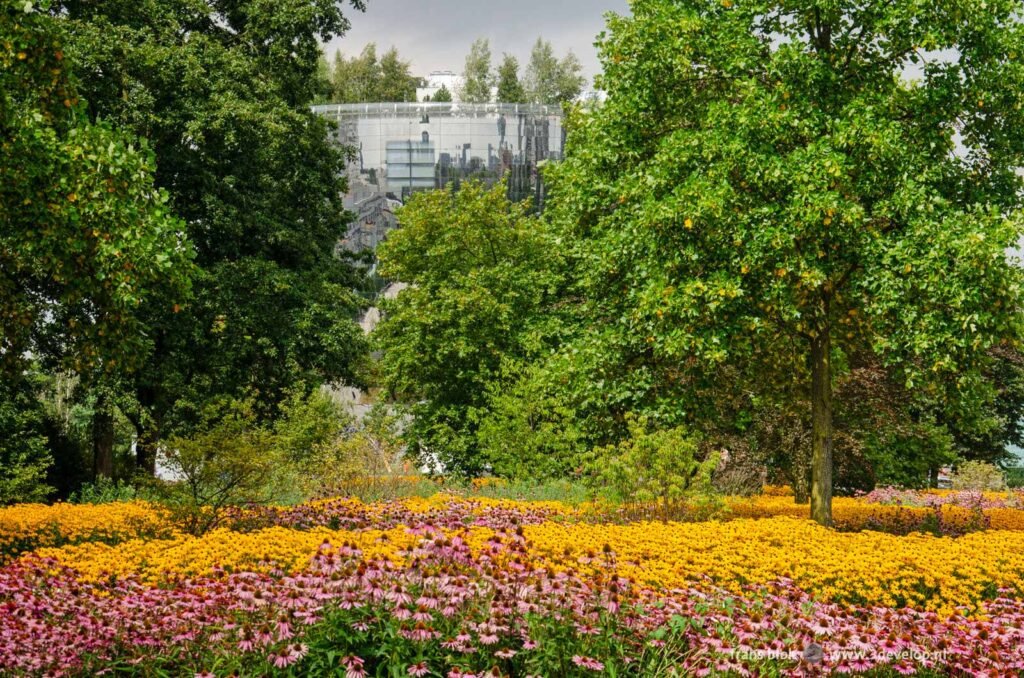 Zee van paarse en gele echinacea in het Museumpark in Rotterdam met het Depot op de achtergornd